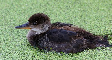 Baby Merganser Came Across This Little Fellow By Himself A Flickr