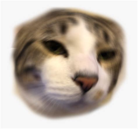 Cute Cat Transparent Cute Discord Emotes The List Of Popular Discord