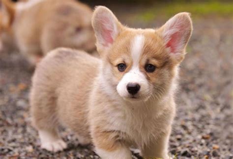 Top 10 Cutest Puppies In The World Beautiful Dog Of All Time Buzzergram