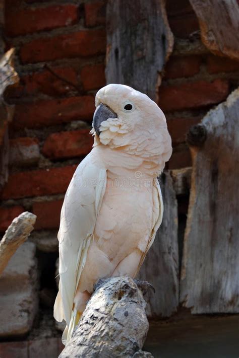 White Parrot Stock Image Image Of Animals Feathers 27489491