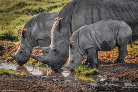 Kenyas Incredible Lake Nakuru Travel Blog Theplanetd