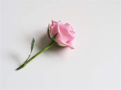 ✓ free for commercial use ✓ high quality images. Free Photo of single, pink, rose - StockSnap.io