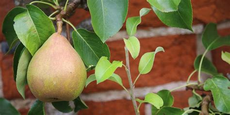 Dwarf Comice Pear Tree Care Everything You Need To Know