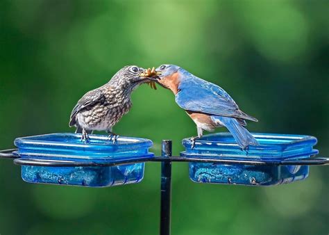 9 Easy Tips For Feeding Birds In Summer Birds And Blooms