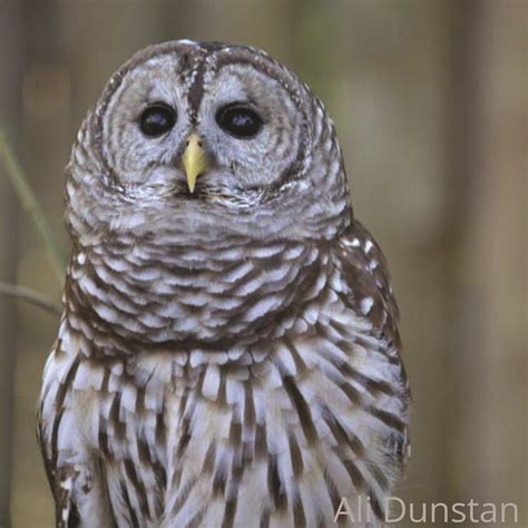 Florida Wildlife With Ali Barred Owls Osprey Observer