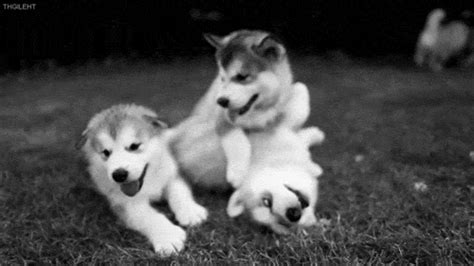 Puppie Husky Gif WiffleGif