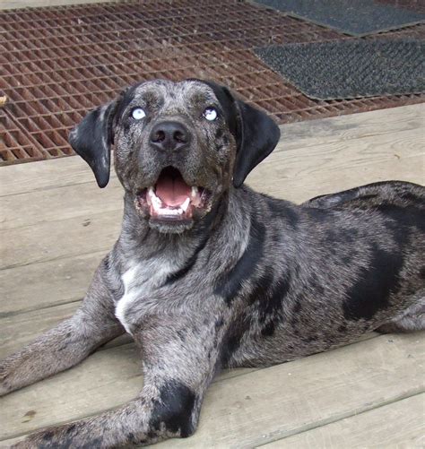 Catahoula With Extraordinary Markings Miracles With Paws ♥