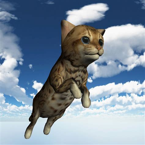 Flying Cat Free Stock Photo Public Domain Pictures