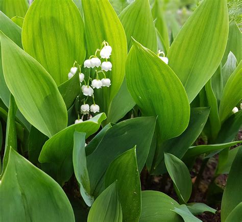 Growing Lily Of The Valley Tips And Tales Longfield Gardens