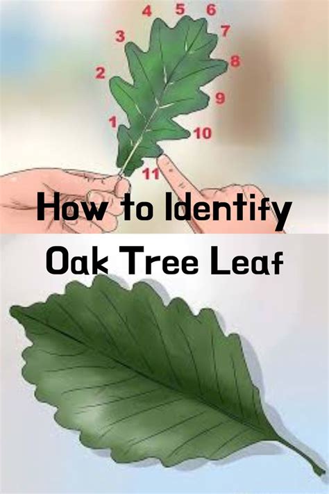 Pin On Leaf Pictures