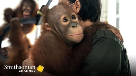 Baby Orangutans Explore Their New Playground 🤗 Orangutan Jungle School