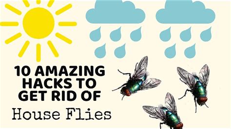 10 Cleaning Hacks To Get Rid Of House Flies In Monsoons Tested Non