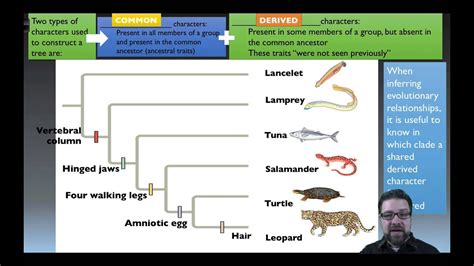 Classifying Organisms Youtube