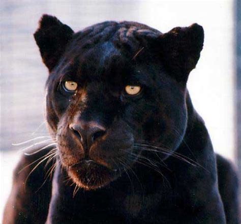 We did not find results for: Black Jaguar | High Definition Wallpapers|Cool Nature ...