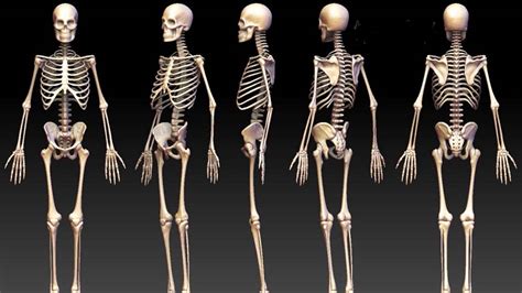 Sistema Esquelético Divisão Do Esqueleto Blog Do Portal Educação