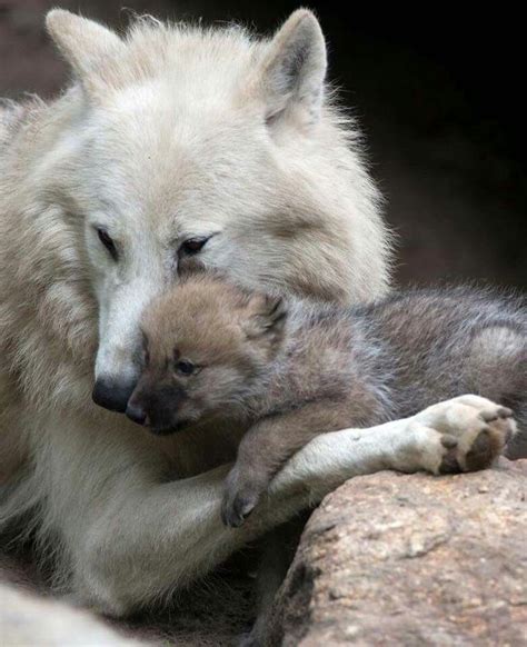 Pin By Shikyora On Cute Wolf Couple And Familly Cute Animals Wolf