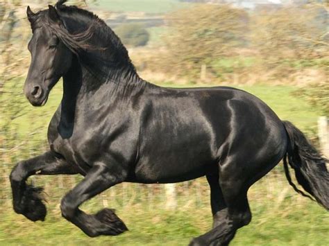 Los Caballos Algunas Razas De Caballos