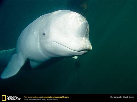 Beluga Phone Screensaver Wallpapers Wallpaper Cave