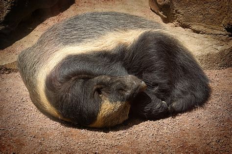 Honey Badger Sleeping