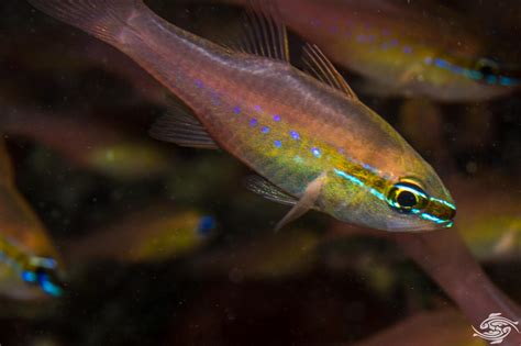 Goldbelly Cardinalfish Facts And Photographs Seaunseen