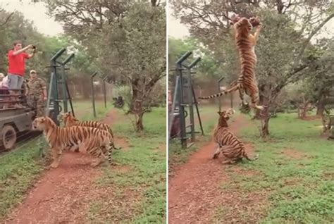 G Tigre D Salto Impressionante Para Pegar Peda O De Carne