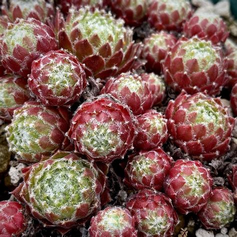 Photo Of The Entire Plant Of Hen And Chicks Sempervivum Nobbe