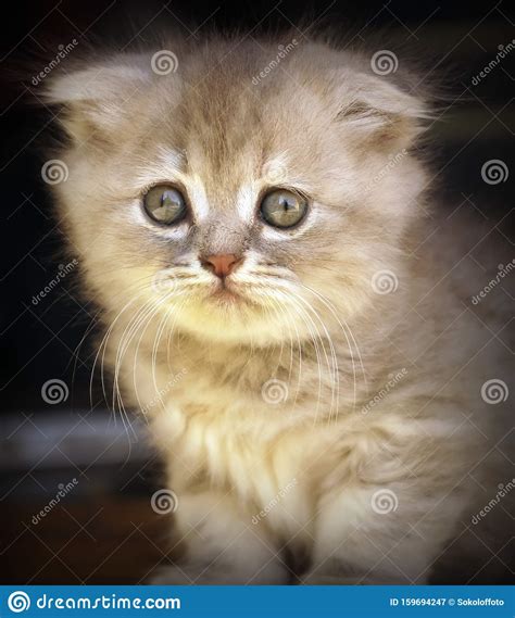 Portrait Of A Cute Kitten Scotish Fold Stock Image Image Of Wool