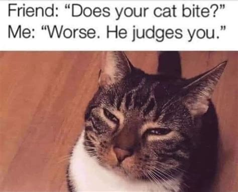 Cat Life Meme By Schizoidman Memedroid