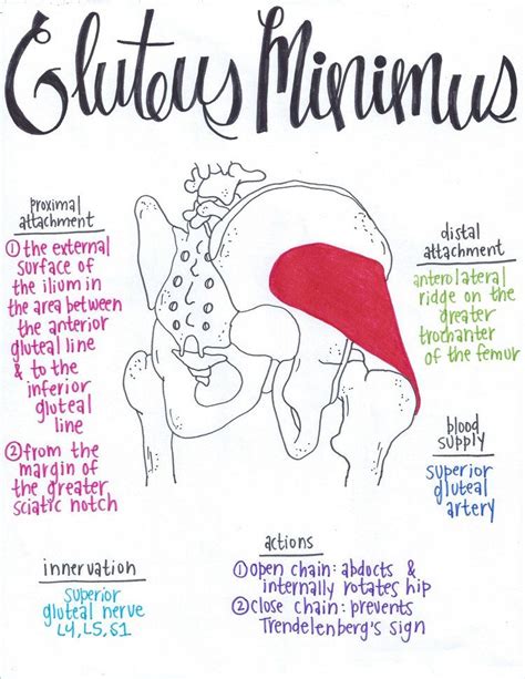 Gluteus Minimus Muscle Anatomy Medical Anatomy Physical Therapy