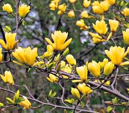 The yellow flowering, butterfly magnolia tree is a rare yellow flowering tree that has very large yellow 6 inch flowers that are sometimes streaked with splotches of pink during very hot temperature warmups in the spring. paisagismo에 있는 핀