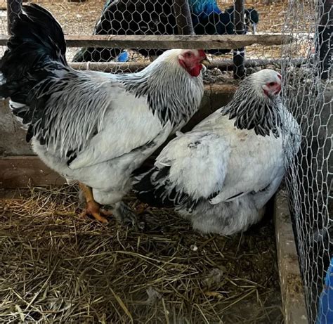 Light Brahma Chicken Hatching Eggs Picclick