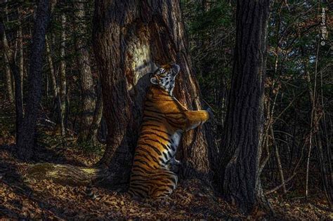 Picture Of Tiger Hugging Tree Wins 2020 Wildlife Photographer Award