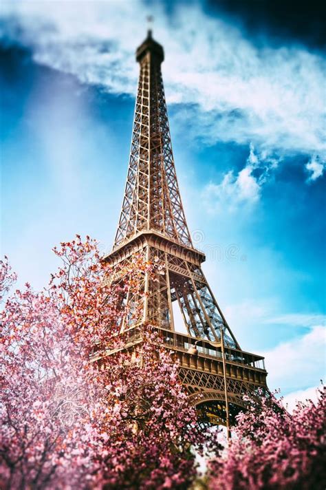 Springtime In Paris Eiffel Tower Stock Photo Image Of Cherry Eiffel