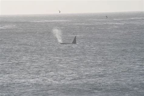 Orca Whale Breathing Through Its Blowhole Taken By Brian T Flickr