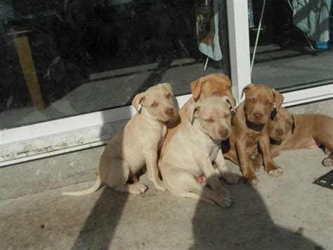 purebred american rednose pitbull pups for sale adoption from oamaru otago