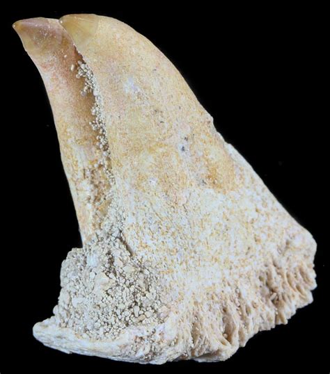Unusual Fossil Fossil Fish Brychaetus Teeth Morocco 50536 For