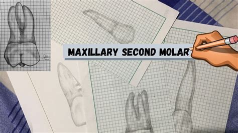 Dental Anatomy Maxillary Second Molar Drawing Youtube