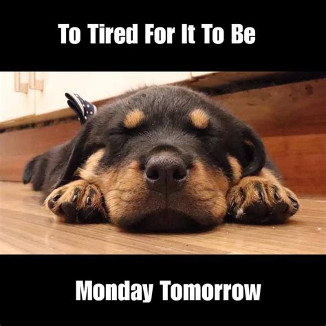 To Tired For It To Be Monday Tommorow 960x960 Get Daily Funny