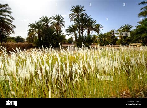Crops Growing In A Small Oasis Near Mhamid In Southern Morocco Stock