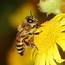 10 Crazy Things You Didn’t Know About Bees  Family Handyman