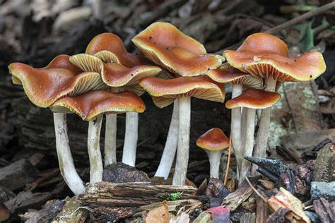 Edible Magic Mushrooms