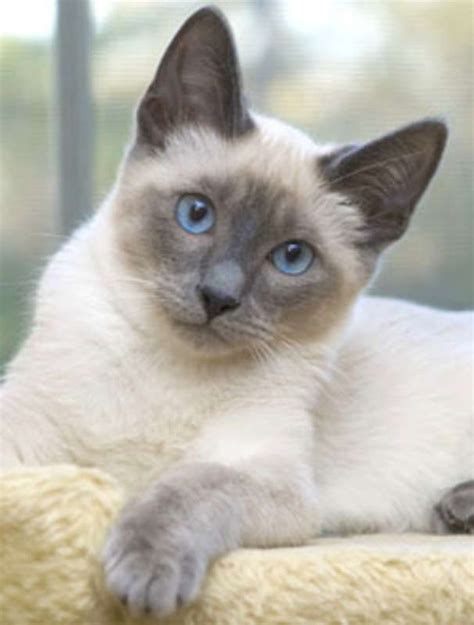 Female Thai Blue Point Korat Cat Siamese Cats Blue Point Siamese