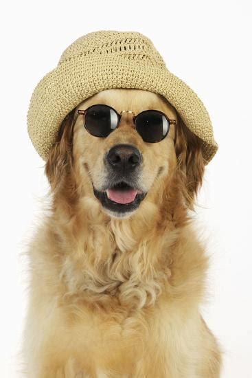 Golden Retriever Wearing Sunglasses And Hat Photographic Print At