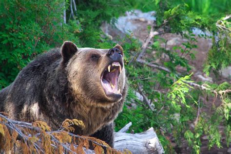 Grizzly Bear Kills Mountain Biker Near Glacier National Park Outdoors