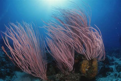 Ocean Coral Reef Plant Life Spfancoralgreatbarrier