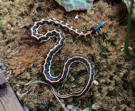 Snake catchers in the northern state say they have seen a spike in snakes finding their way indoors as a we've got a lot of baby snakes in the area because it's baby season. ABCs of Animal World: The Most Unusual Facts About Amazing ...