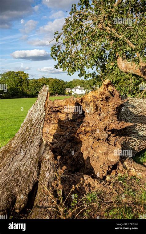 Storm Damaged Oak Tree Fallen Hi Res Stock Photography And Images Alamy