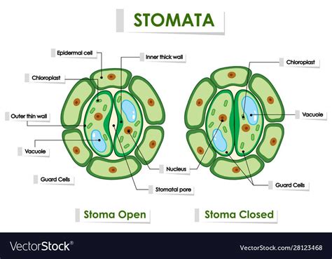 Opening And Closing Of Stomata Laneyabbparsons