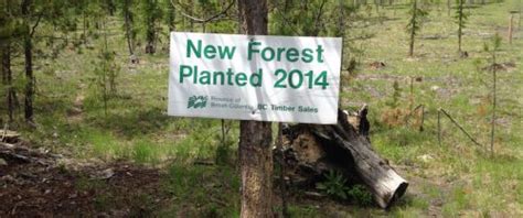 Audit Of Boundary Area Forestry Operations Finds Issues Bcfpb Report