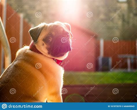 Pug In The Sun Stock Photo Image Of Purebred Ears 161973570